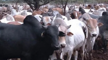 livestock-export